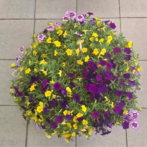 12" Hanging Basket -Purple/Yellow Outdoor Plants (Colors vary)