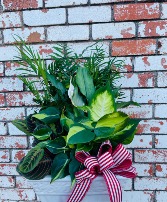 12 Inch Dish Garden Plant