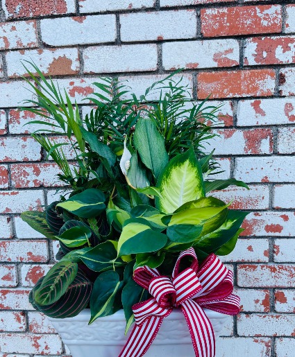 12 Inch Dish Garden Plant