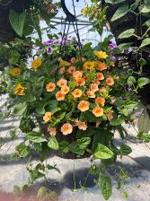 12 INCH HANGING BASKET  MOTHER'S DAY 