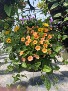12 INCH HANGING BASKET  MOTHER'S DAY 