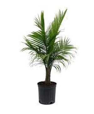 12 Inch Palm Plant 