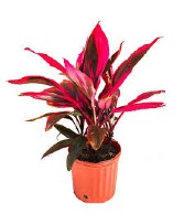 12 Inch Red Sister- Cordyline 