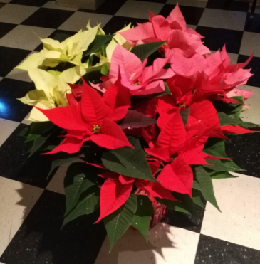 10 Inch Tri Colored Poinsettia Plant