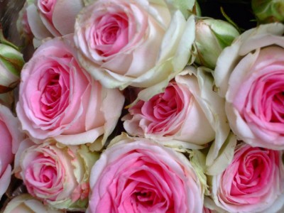 12 Lush Esperance Roses Vased Bouquet