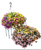 12" Mixed Hanging Basket Many color combos! red, pink, white, yellow, orange