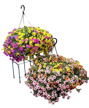 12" Mixed Hanging Basket Many color combos! red, pink, white, yellow, orange