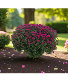 12" mum Plant