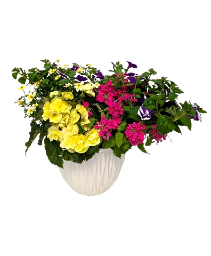 12" Sun Patio Pot Combo 
