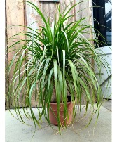 12" Ponytail Palm 
