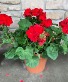 12" RED GERANIUM OUTDOOR PLANT