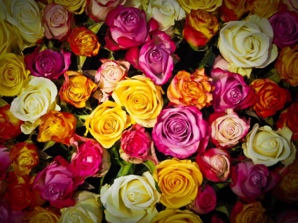 24 Rose Bouquet 24 Colored roses