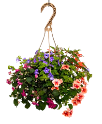 12" Shade Hanging Basket Combo 