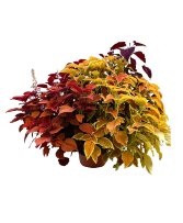 12" Tri-Color Coleus Pot 