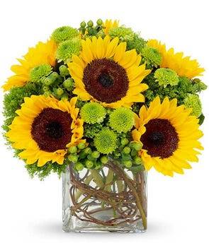 Sunflower Surprise 