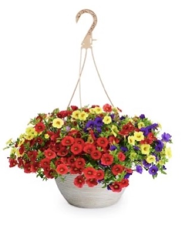13" Hanging Basket (colours will differ)  in Olds, AB | THE LADY BUG STUDIO