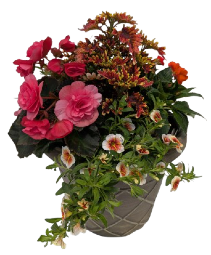 13" Sun Patio Pot Combo 