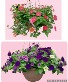 12" Premium Hanging Basket Outdoor Plant