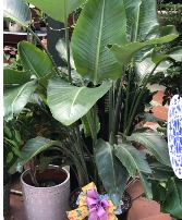 14" Bird of Paradise Plant- White 