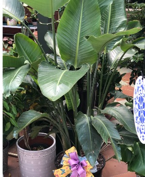 14" Bird of Paradise Plant- White 