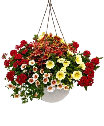 14" Sun Hanging Basket Combo 