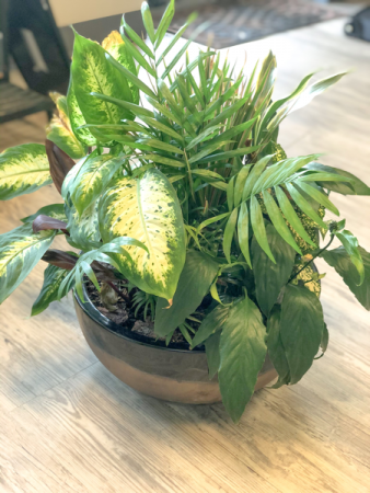 14'' Dish Garden