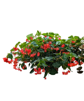 14" Dragonwing Begonia Patio 