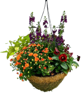 14" Fall Annual Moss Hanging Basket 
