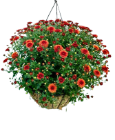 14" Fall Annual Mum Wire Basket 