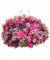 Blooming Hanging Basket - Share the Joy 