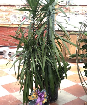 14" Huge Tarzan Dracaena -Madagascar Dragon Tree 
