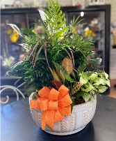14 Inch Dish Garden Plant