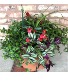14” planter  Plants