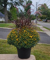 14" Potted Mums W/ Grass 