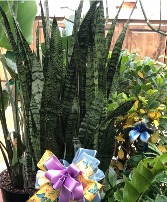 14" Sansevieria zeylanica - Snake Plant 
