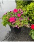 14" Square Patio Planter 