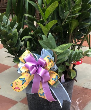 14" ZZ Plant - Zamioculcas zamiifolia 