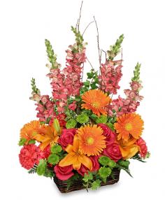 Category Image
