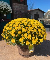 16" Fall Mum *Color may vary*