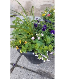   16 "Outdoor Patio Planter  Outdoor mixed planter