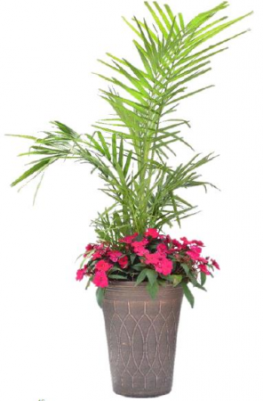 16in. Palm Planter Plant