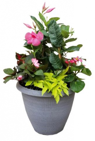 16in. Premium Combination Planter Plant