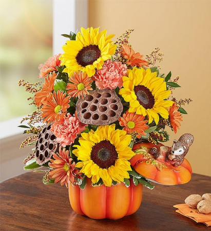 174294M Pumpkin N