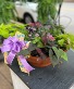 18" Bright Terra Cotta Planter - Mixed Purples 