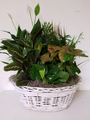 18" Dish Garden Plant in Bryson City, NC | Village Florist & Christian Book Store 18" Dish Garden Plant in Bryson City, NC | Village Florist & Christian Book Store