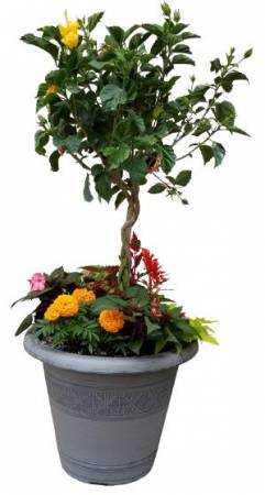 18in. Combination Planter Plant