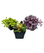 2.5" Assorted Succulents 