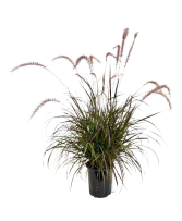 2.5 Quart Annual Purple Fountain Grass 