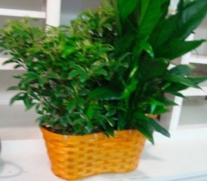 2 6" plants in a wicker basket with a bow. 