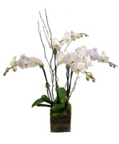 2 Double White Orchids in Designer's Choice Container